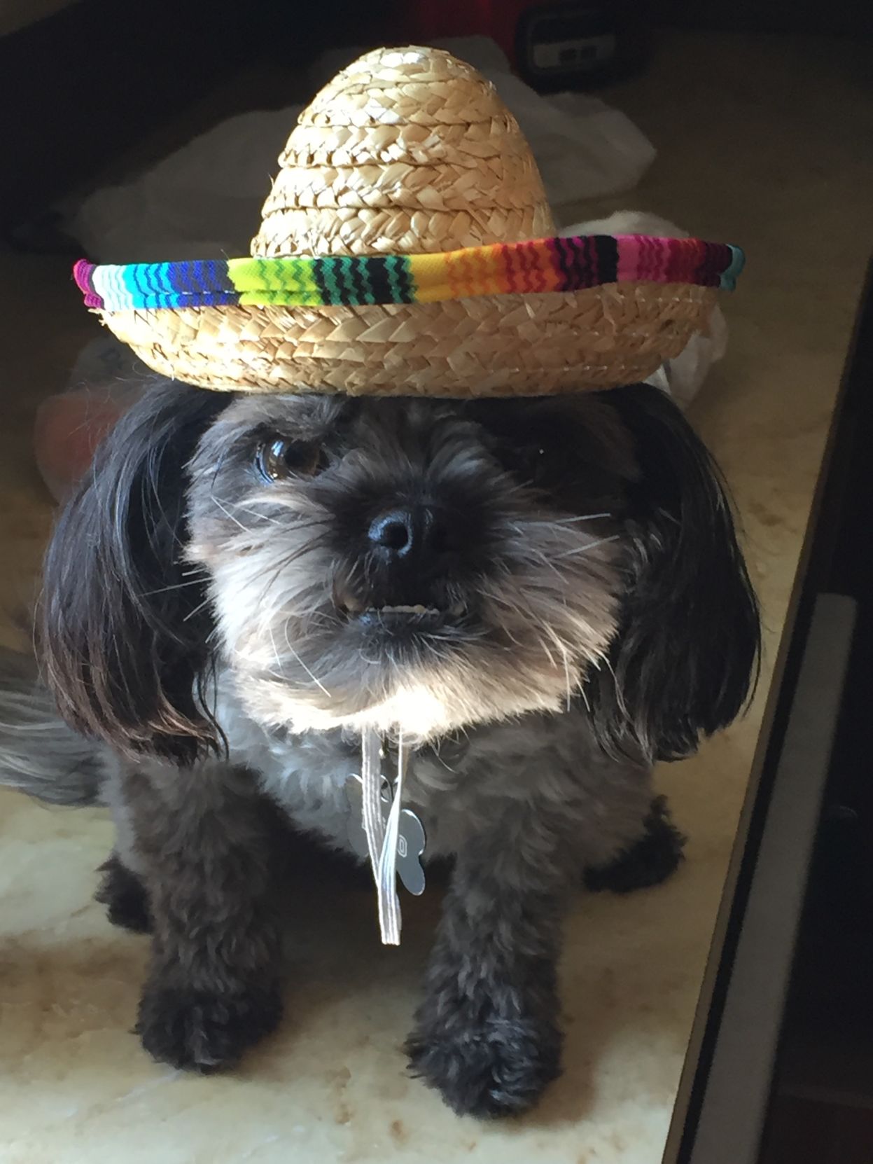 Pets in costume